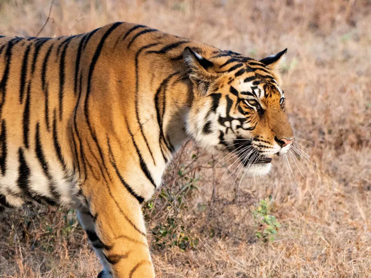 Tiger