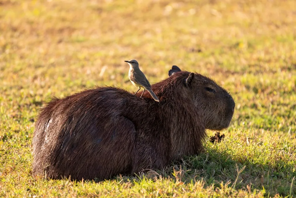 Piuval — pantanal mammals & birds.