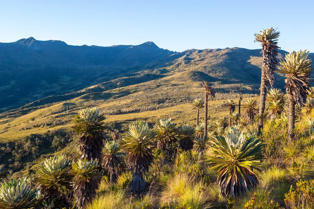 High-Andes birding