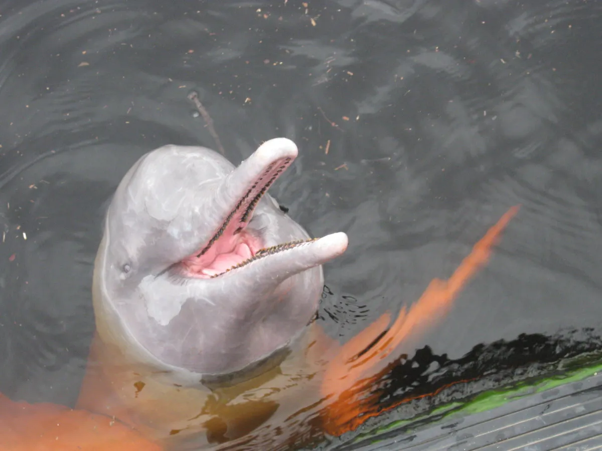 Pink river dolphin
