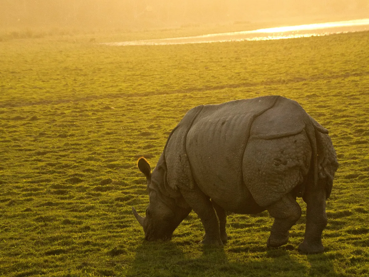 Floodplain grassland stretching to the Brahmaputra, rhino dotted across it.