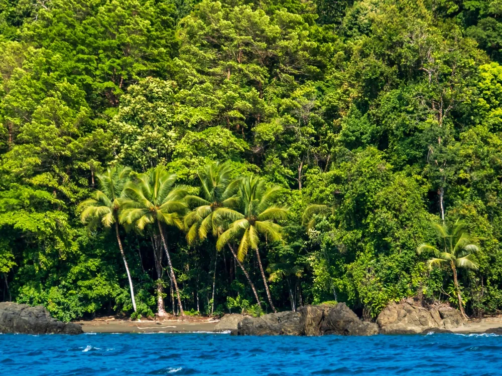 Rainforest coast