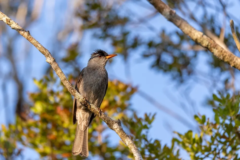 Rainforest birding