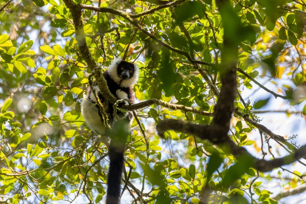 Lemur trails