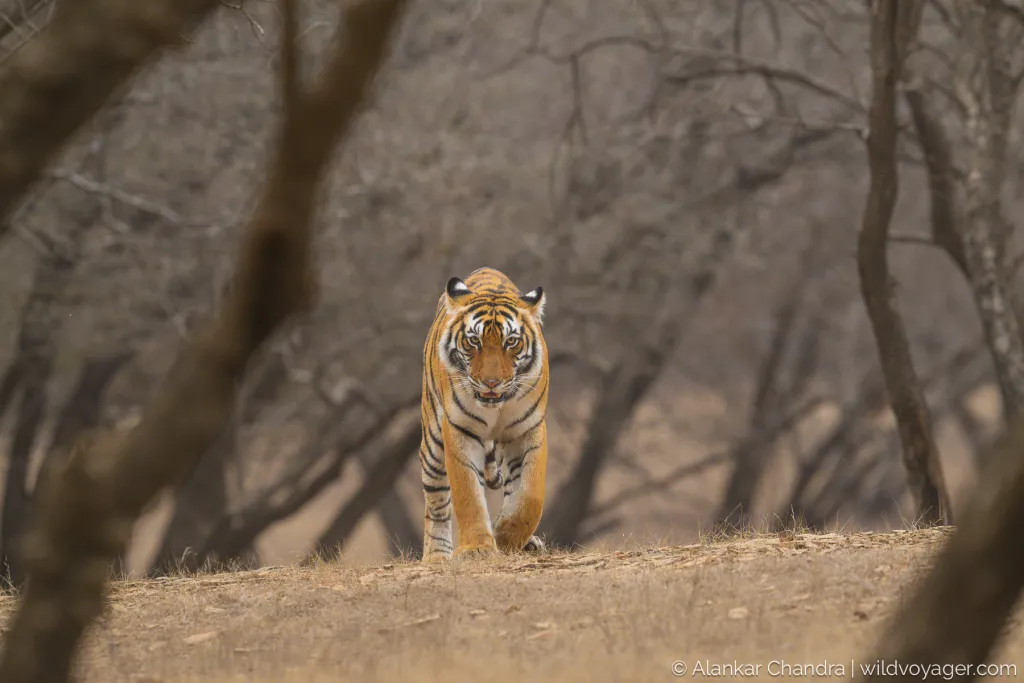 Jhalana Ranthambhore