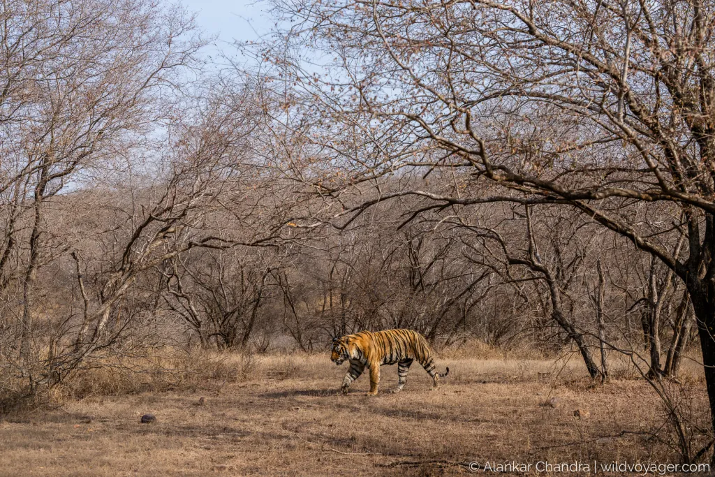 Ranthambhore Tiger Safari