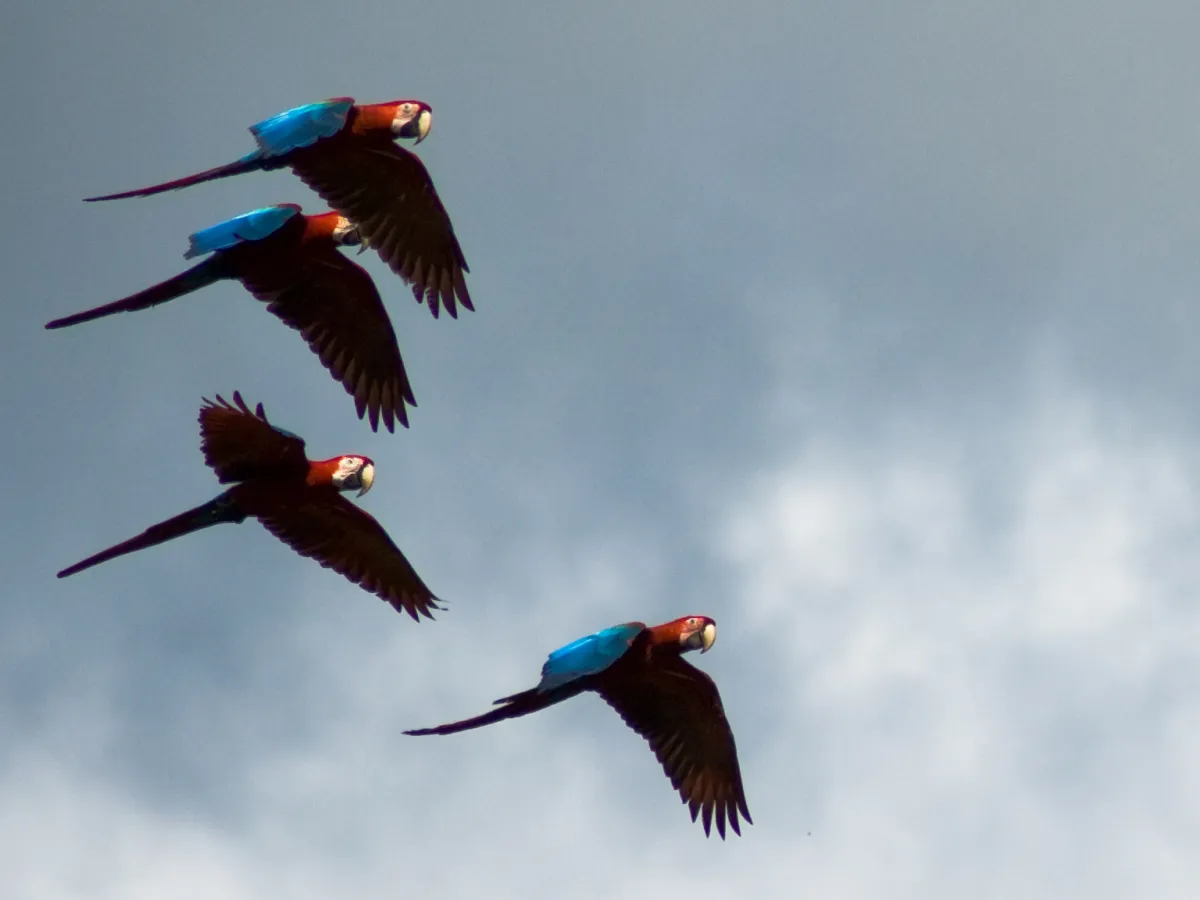 Red-and-green macaw