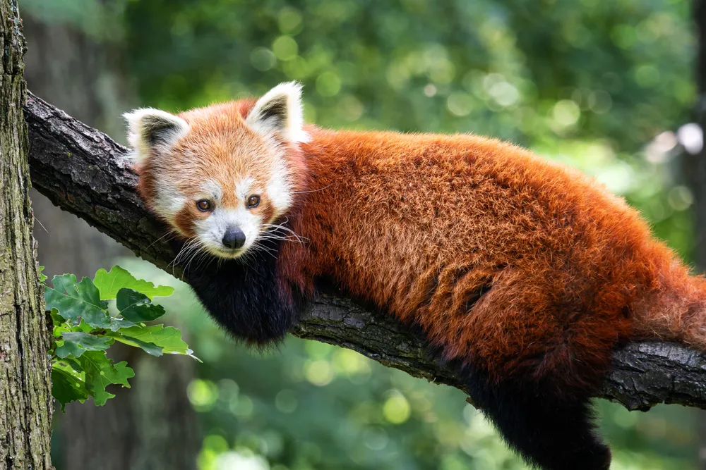 Red panda