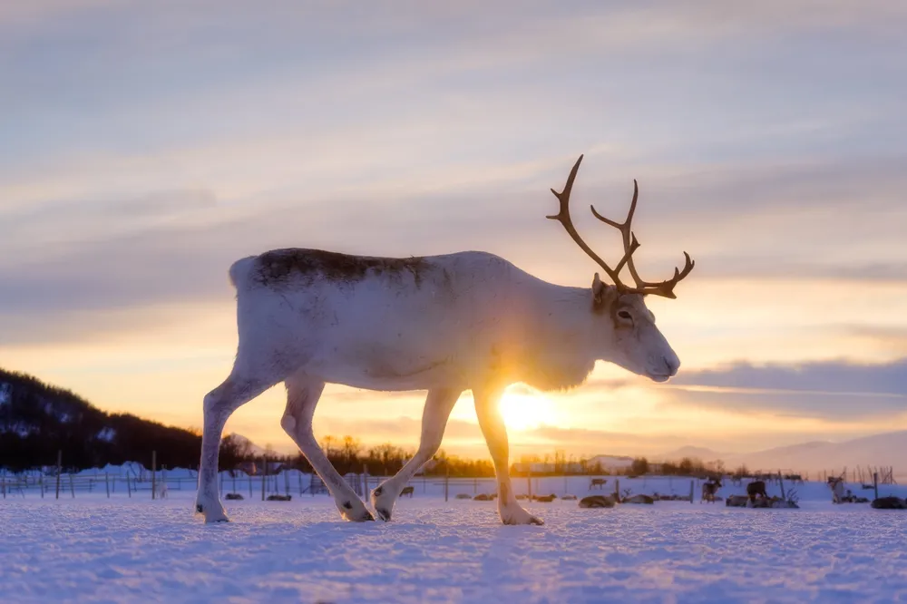 Reindeer