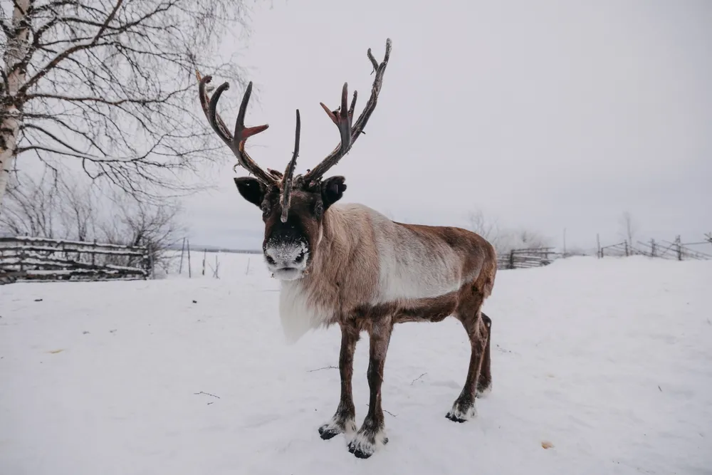 Reindeer