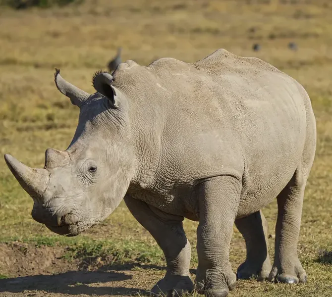 Rhino