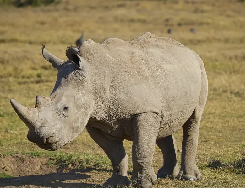 Rhino