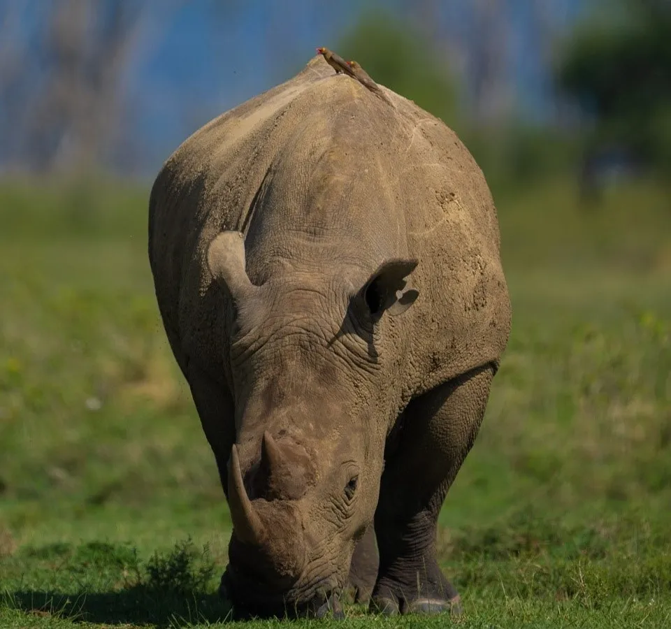 Rhino