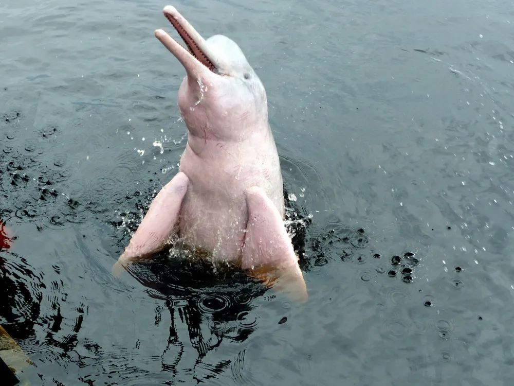 River dolphins