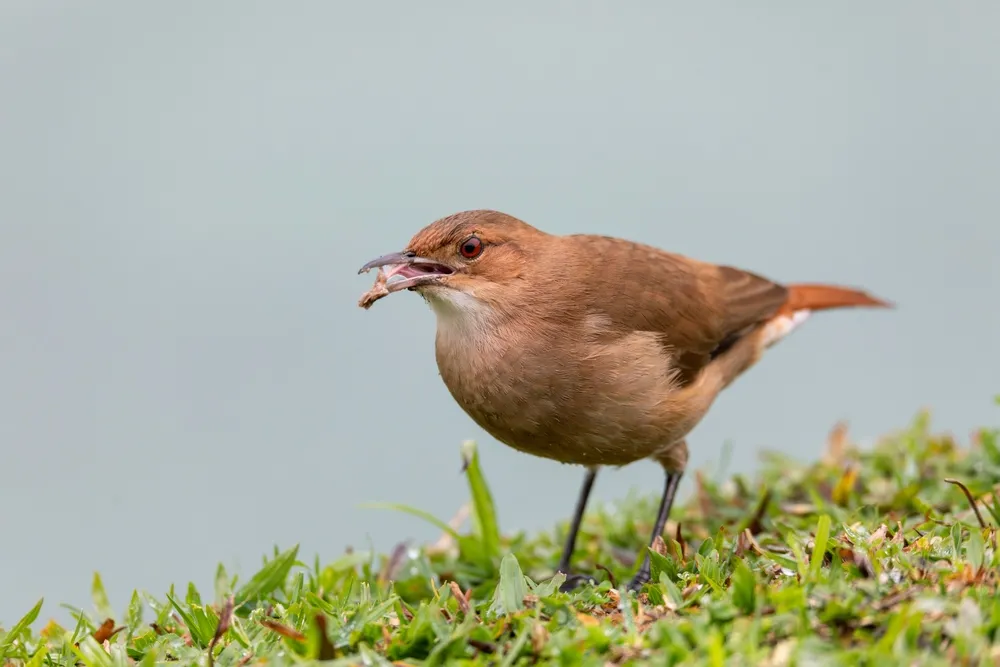 Rufous hornero