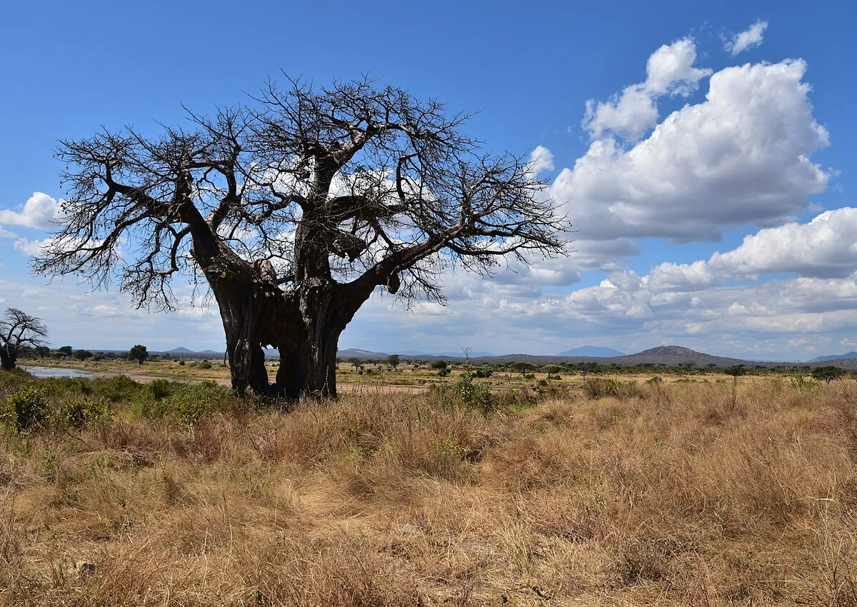 Baobab landscapes