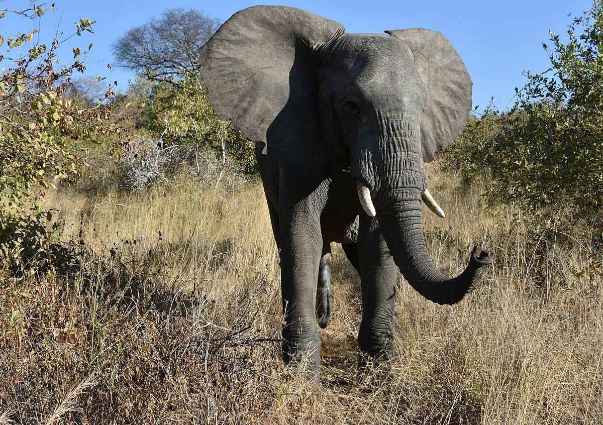 Elephants digging for water in a dry sand riverbed at first light.