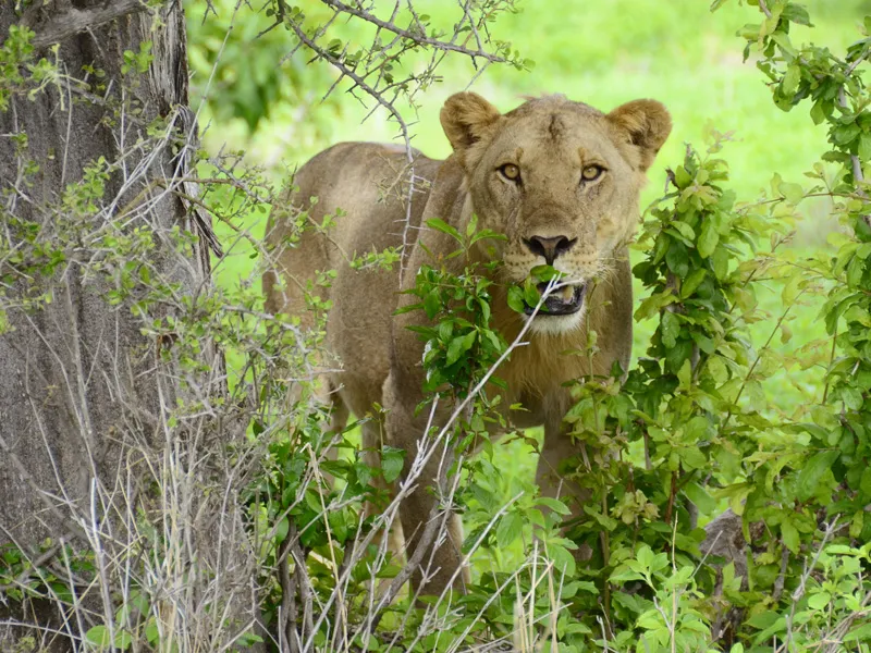 A large lion pride on a dry sand river, baobabs behind.