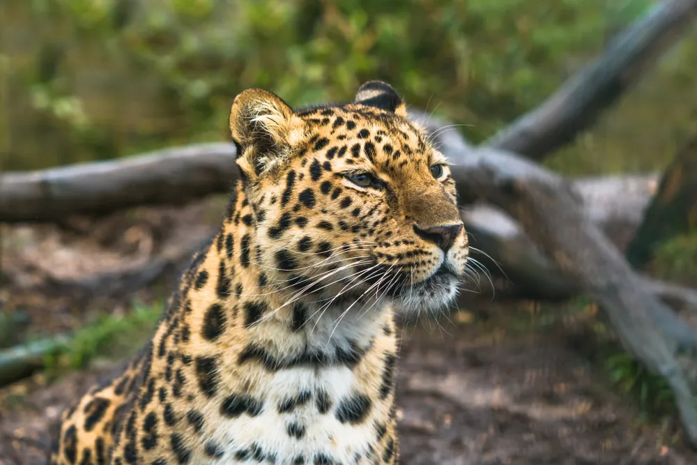Amur leopard