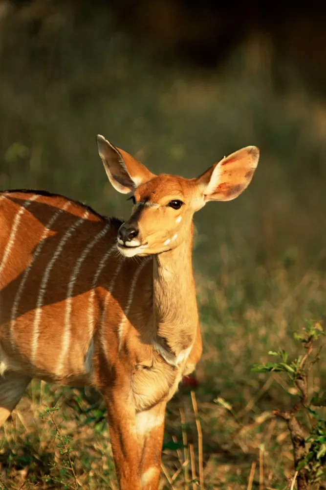 Sabi Sand Luxury Safari