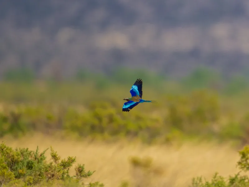 Dry-country birding