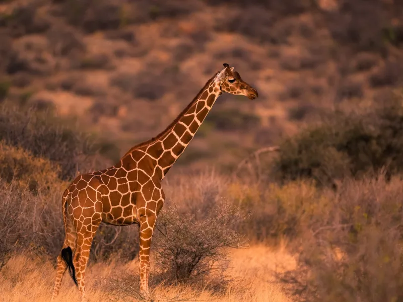 A reticulated giraffe against red northern scrub and doum palms.