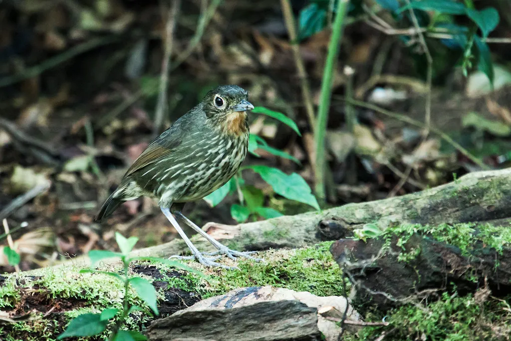 Santa Marta antpitta