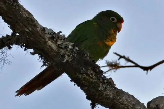 Santa Marta parakeet