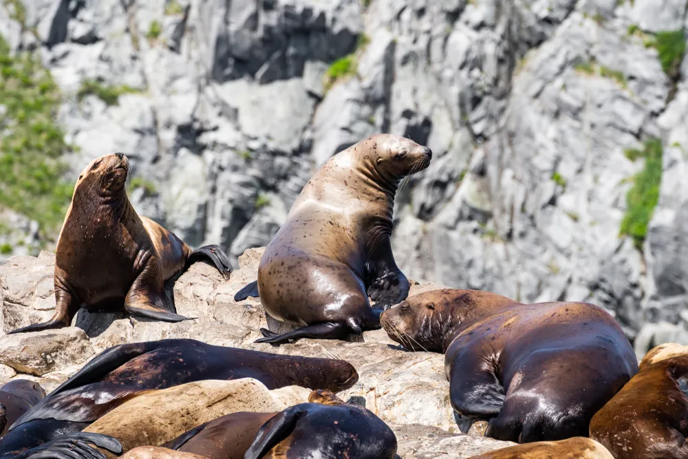 Seal rookeries