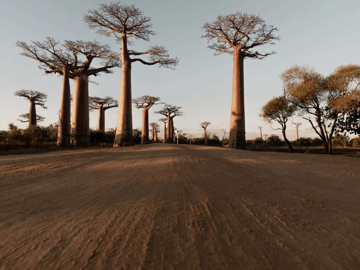 Baobabs