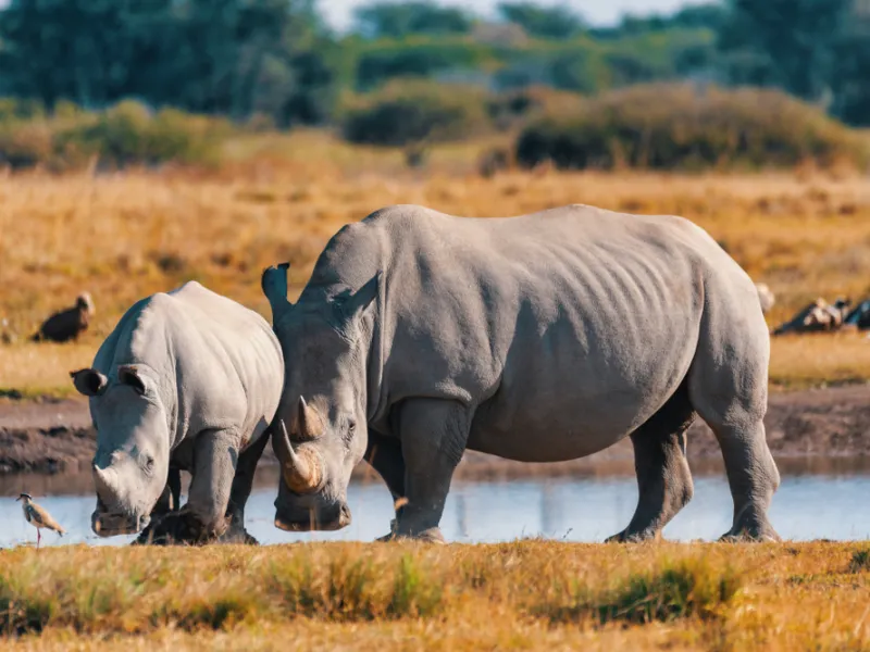 Rhino