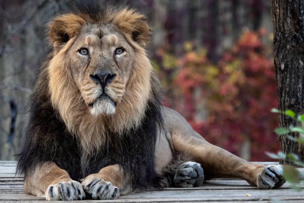 Asiatic lion