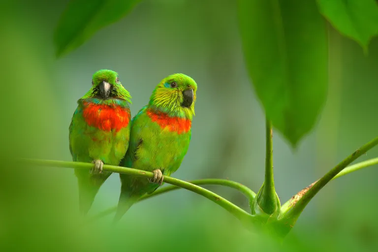 Indonesia