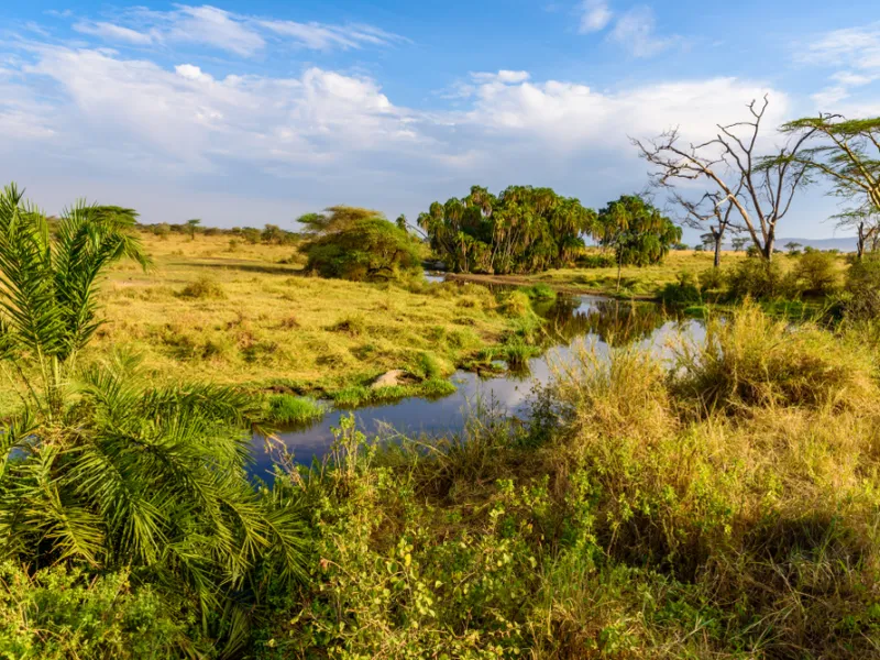 A crocodile taking a wildebeest mid-river, the herd surging past.
