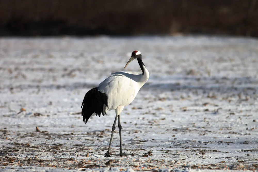Black-necked crane