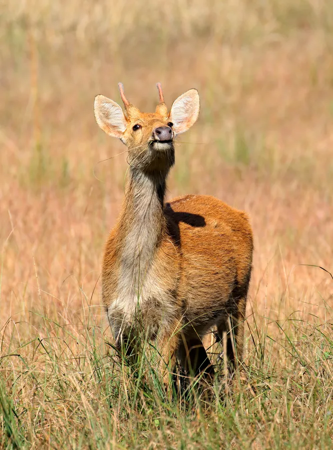 Barasingha
