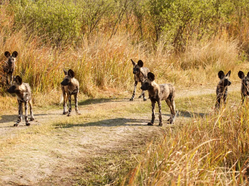 A wild dog pack resting in the Linyanti woodland.