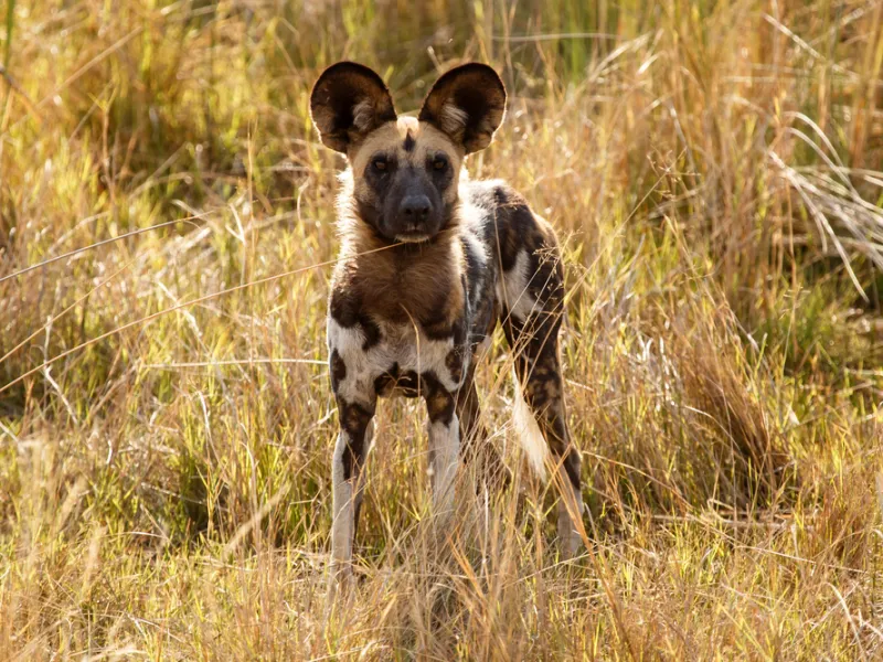 Wild dog