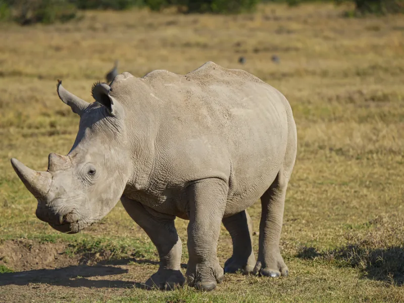 Rhino