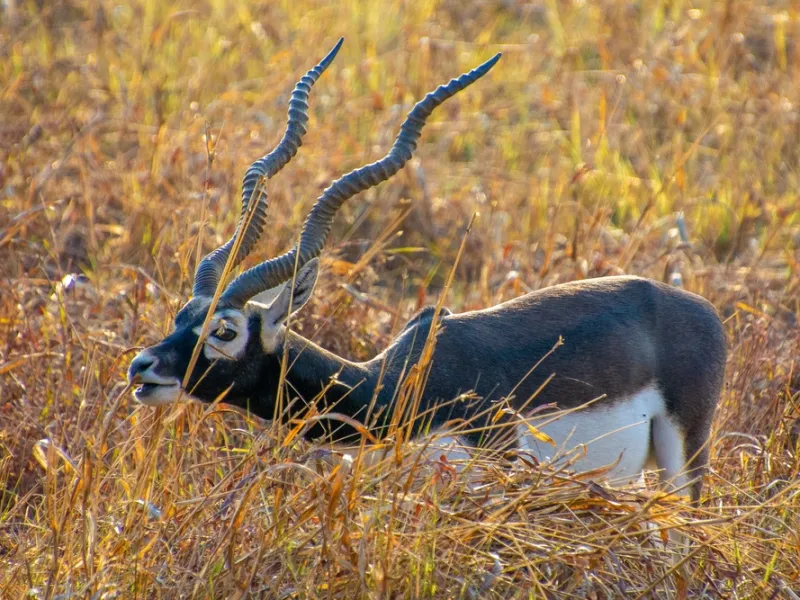 Blackbuck and wolf