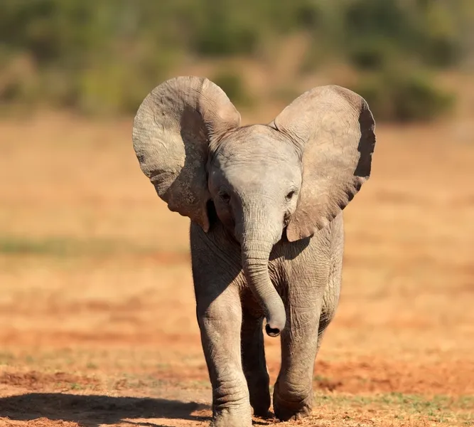 Malaria-free Big Five