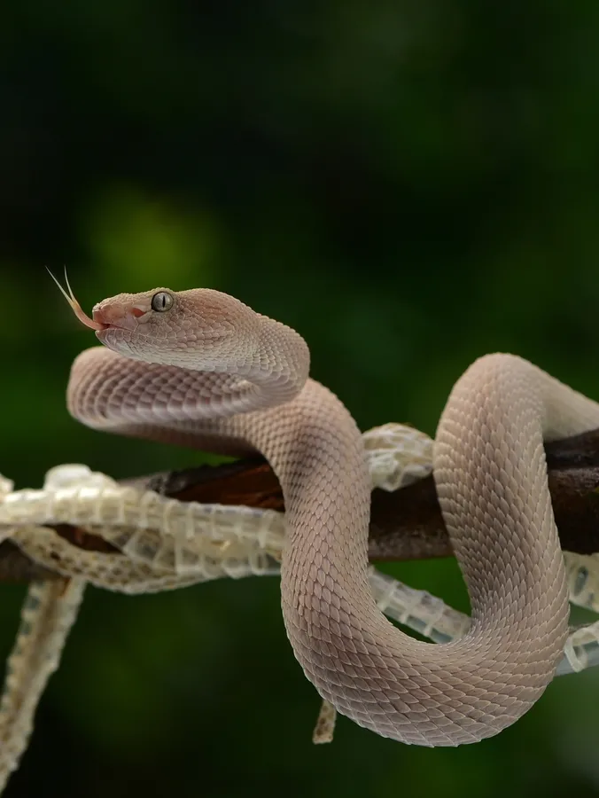 Pit vipers