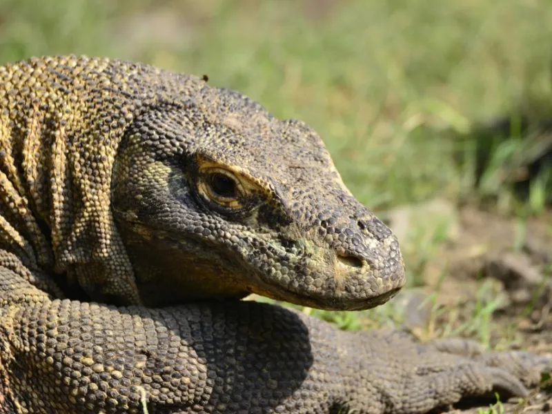 A Komodo dragon on the savannah of Rinca Island.