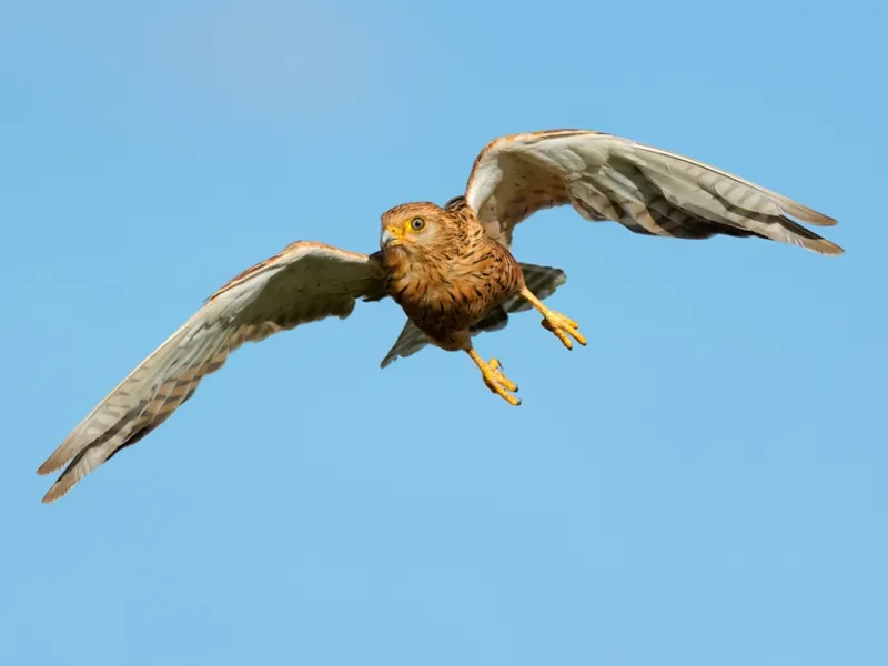 Raptors