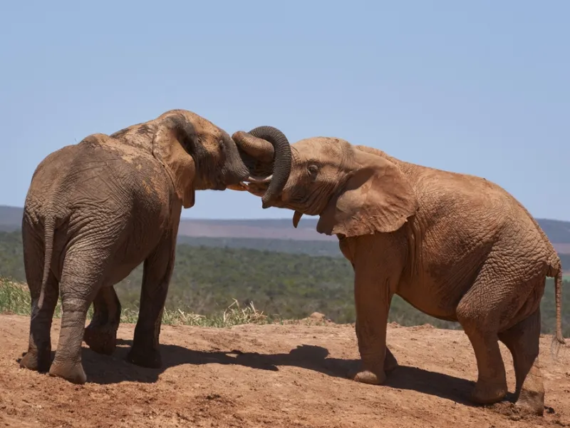 Elephants at the water