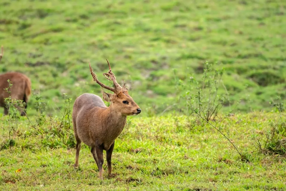 Swamp deer