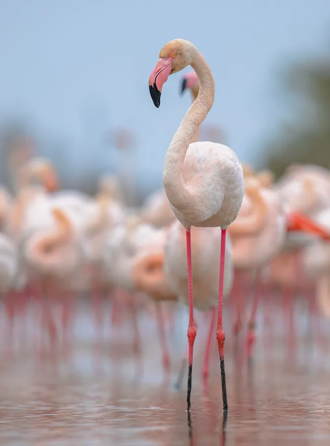 Flamingo