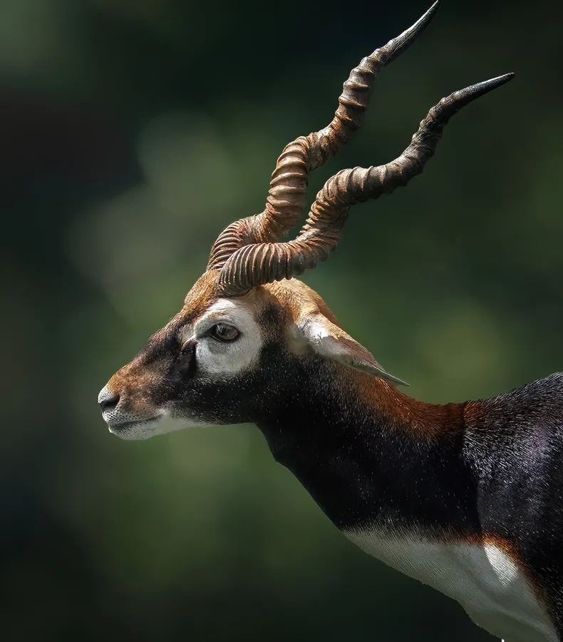 Blackbuck