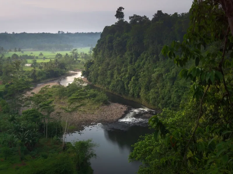 Lowland rainforest near Nimbokrang, northern Papua.