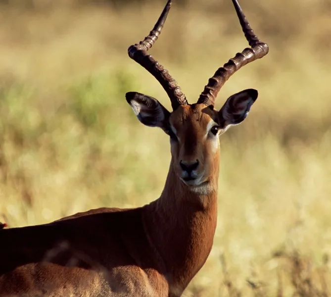 Uncrowded sightings